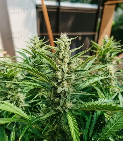 Strawberry Banana Auto Seeds
