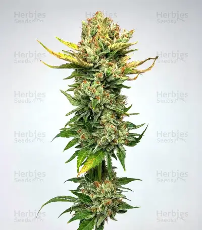 Super Mutant Mass (Critical Mass Collective Seeds)