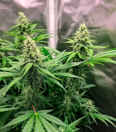 Sweet Cherry Kush Seeds
