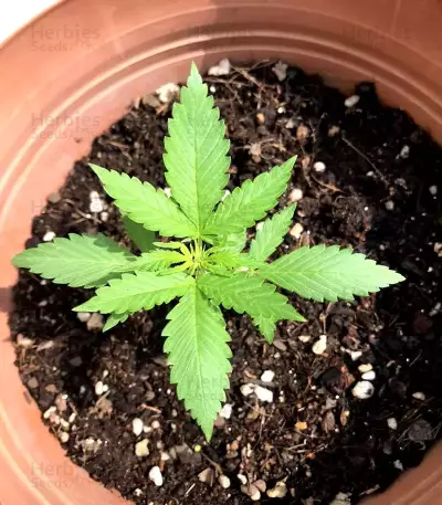 Tangie Regular seeds