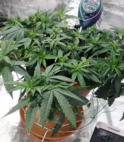 THC Pro Seeds
