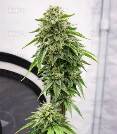 White Tahoe Cookies Auto Seeds