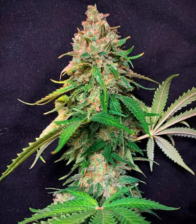 Super Silver Haze Seeds (Green House Seeds)