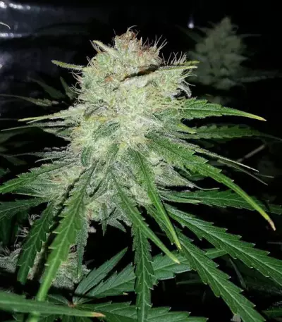 Graines de cannabis The Cinderella's (Sumo Seeds)