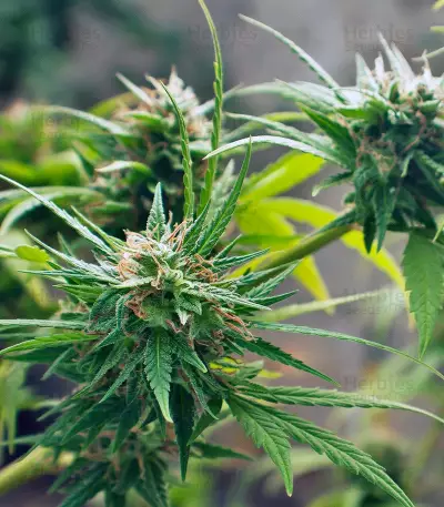Trance Seeds - Cannabis Strain Seeds for Sale