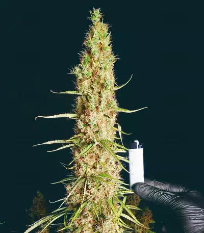 Semi Femminizzati Wedding Glue Auto (Seedstockers)