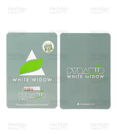 White Widow feminized seeds (Pyramid Seeds)