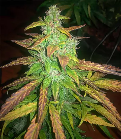 Blue Dream Autoflower (Herbies Seeds)
