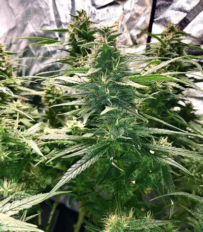 K.O Crop Auto Seeds