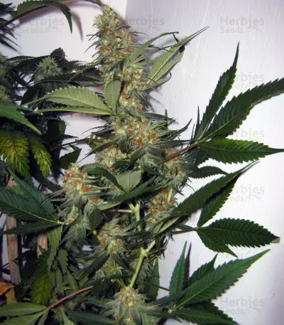 Apollo 11 strain