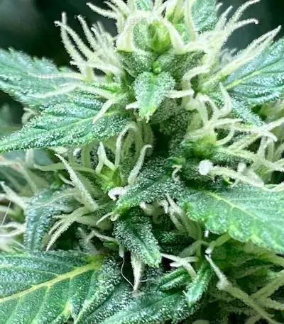 Auto Duck strain