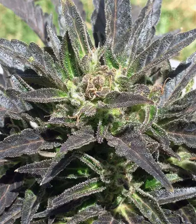 Auto Jack Herer (Advanced Seeds)