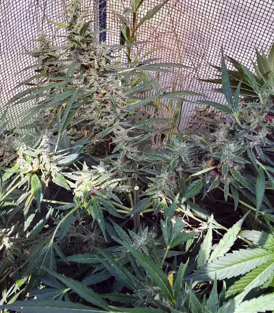 Auto Malawi x Northern Lights