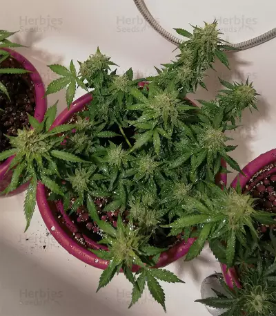 Auto Super Skunk (Auto Skunk) Seeds