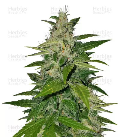 BCN Critical XXL Autoflower (Seedstockers) Cannabis-Samen