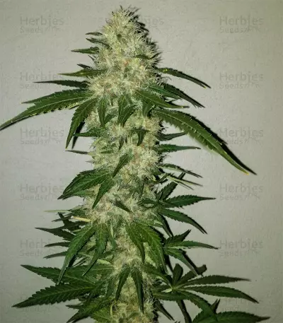 Graines de cannabis Big Bomb (Bomb Seeds)