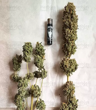 Black Jack Seeds