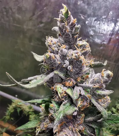 Blueberry OG strain