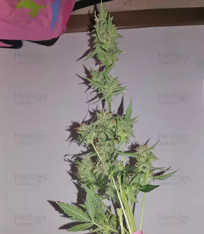 Graines de cannabis Buddha Red Dwarf Auto regular (Buddha Seeds)
