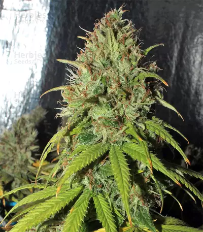 Cinderella XX (Brothers Grimm Seeds)