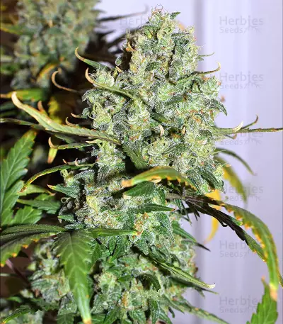 Destroyer Seeds