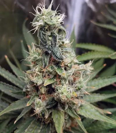 Double Glock Seeds