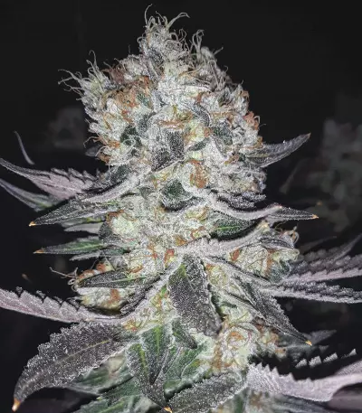 Gelato (BlimBurn Seeds)