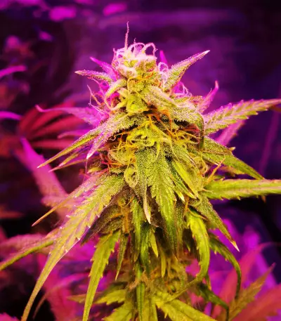 Girl Scout Cookies (Original Sensible Seeds)