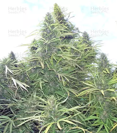 Golden Tiger Regular seeds