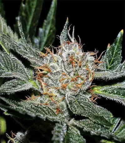 Graines de cannabis Grenadine (Karma Genetics)