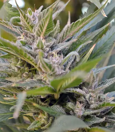 Graines de cannabis Kali China Breeders Pack (Ace Seeds)