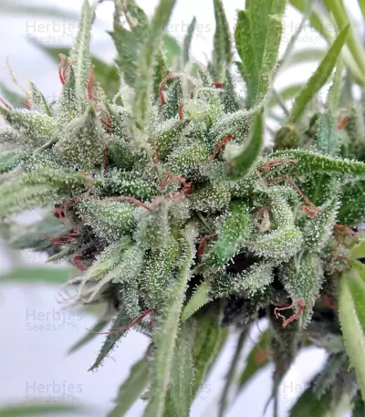 Malawi Seeds