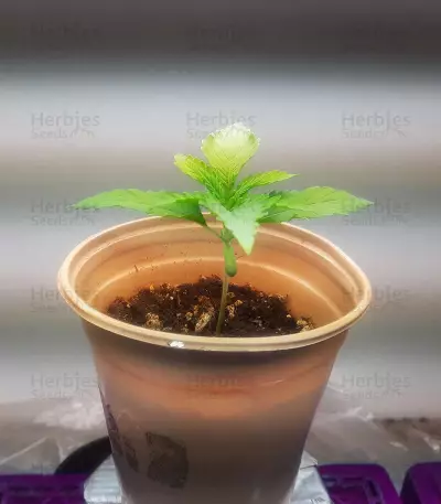 Michoacan Cream Seeds