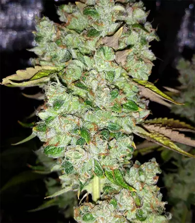 Graines de cannabis Ocean Grown Cookies (Dinafem Seeds)