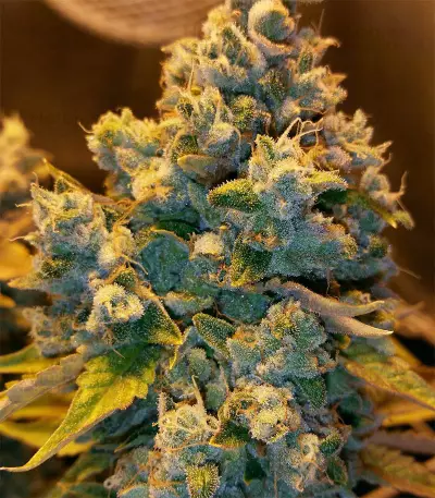 Graines de cannabis Ocean Grown Cookies (Dinafem Seeds)
