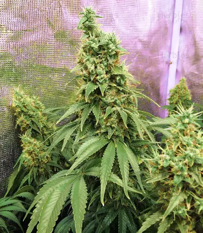Princess Haze Seeds