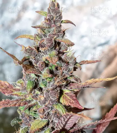 Graines féminisées de Purple Lemonade Auto (Fast Buds)