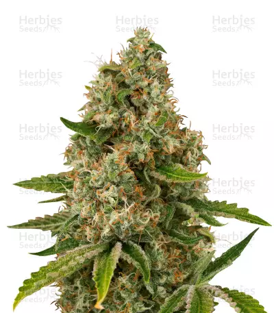 Silver Cheese feminized seeds