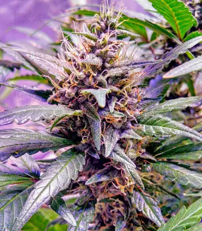 Semi femminizzati Sour Blues Auto