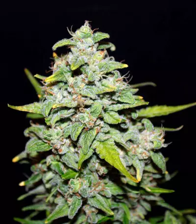 Semi femminizzati Sour Blues Auto