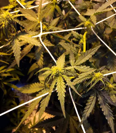 Super Lemon Haze Auto CBD Seeds