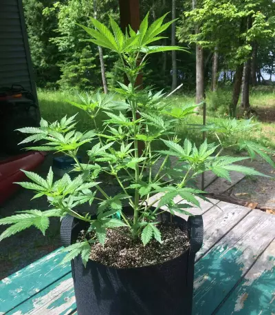 Thin Mint Crack Autoflower feminized seeds