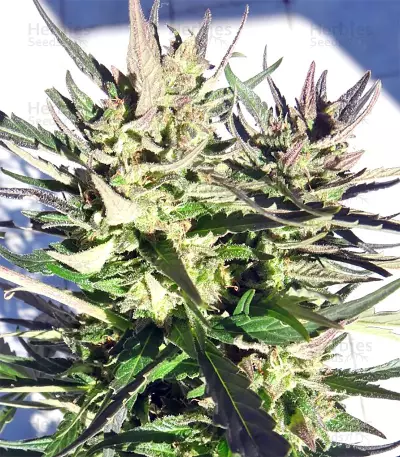 Tikal Seeds - Cannabis Strain Seeds for Sale