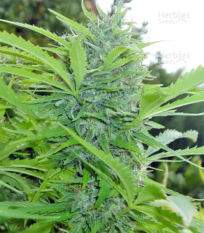 Tikal Seeds - Cannabis Strain Seeds for Sale
