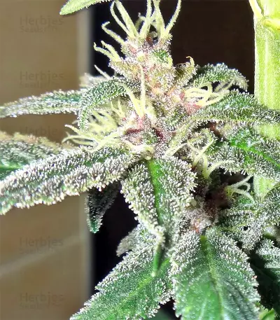 Violeta feminized seeds