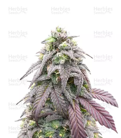 Bay Burger Feminized Seeds (Delicious Seeds)