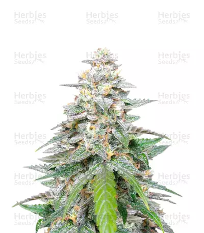 Biscotti Feminized Seeds (Herbies Seeds USA)