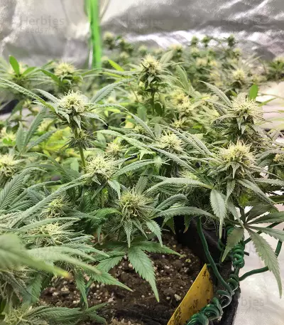 Blue Dream-Samen (Herbies Seeds)