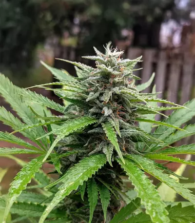 Blueberry (Herbies Seeds)