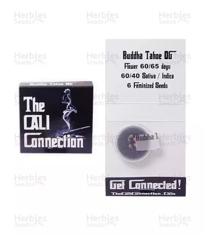Buddha Tahoe OG (Cali Connection Seeds)